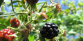 Brombeeren